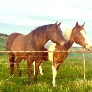 Meet your Posher, Dm